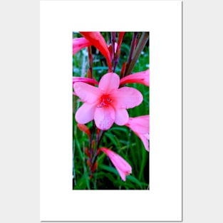 Watsonia Meriana 2 Posters and Art